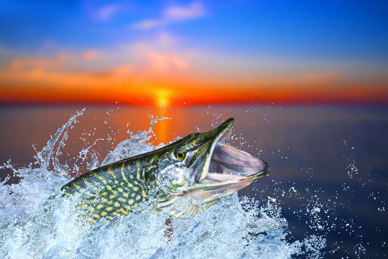 Getty Images 1096582844